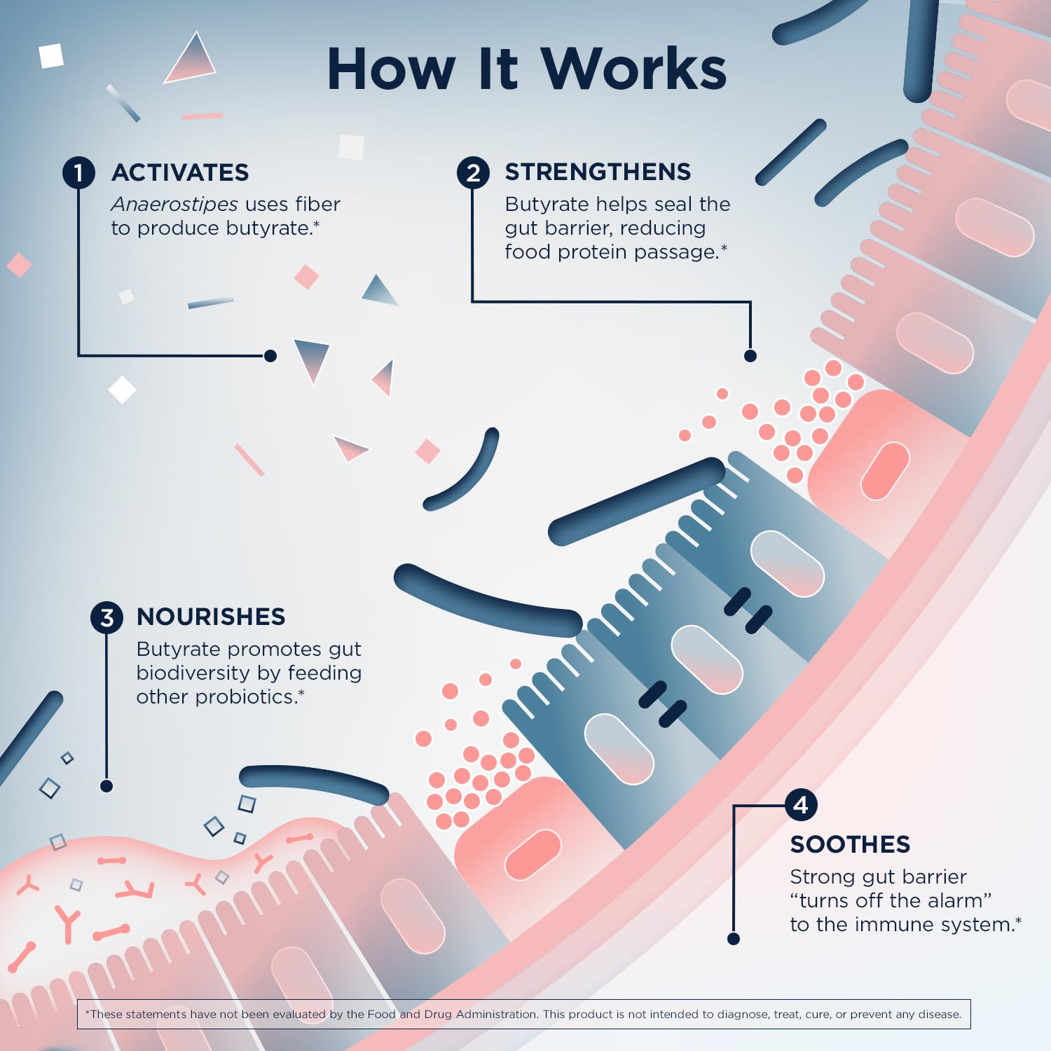 Designs for Health Anaerostipes Probiotic - 1 Billion AFU of Butyrate-Producing Probiotics for Gut Health Support, Microbiome Balance, and Immune Support - Live Probiotics, Gluten Free (30 Capsules)​ - Image 3